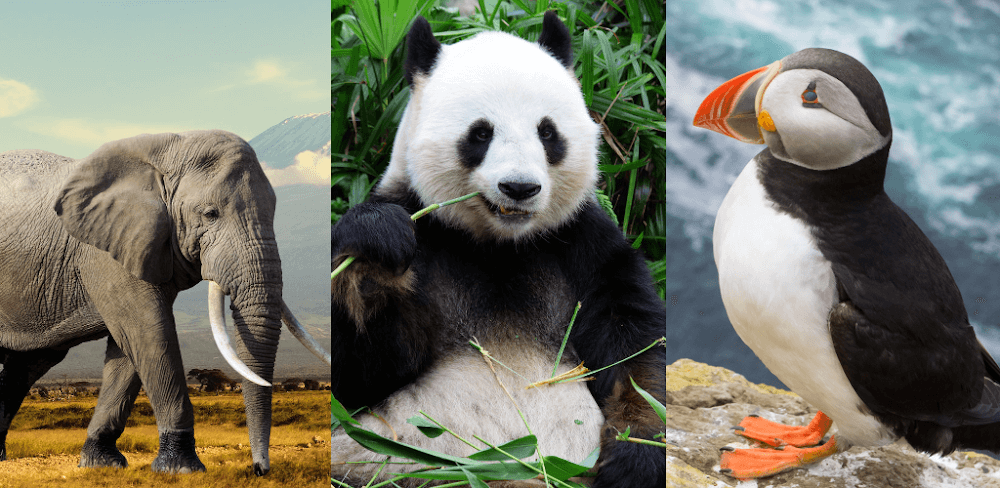 Animals Quiz Learn All Mammals v3.9.0 MOD APK (Unlimited Money)