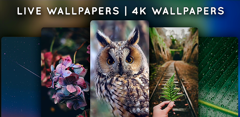 Live Wallpapers, 4K Wallpapers
